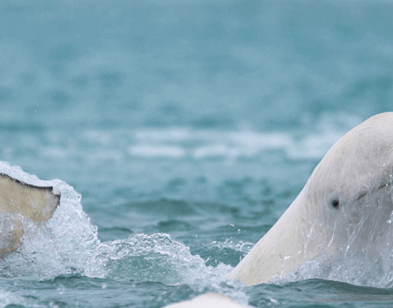 Beluga -Whales
