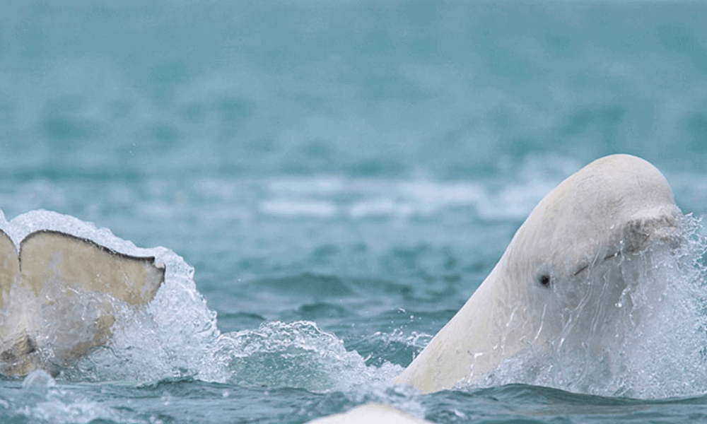 Beluga -Whales