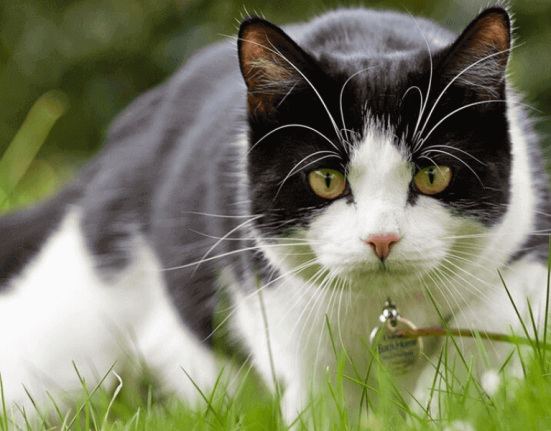 pet-food