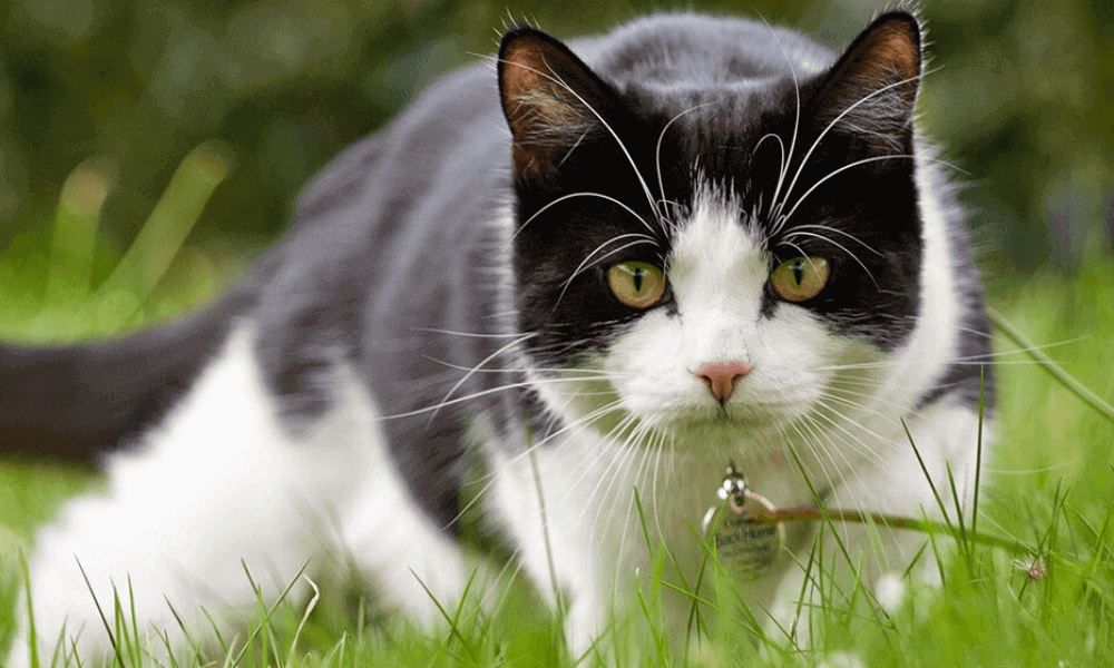 pet-food