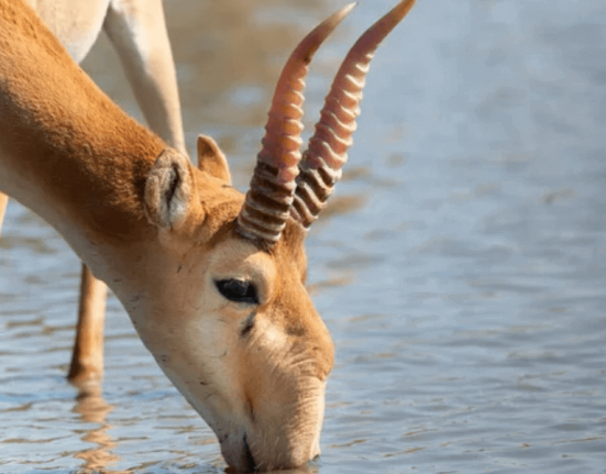 saiga- antelope