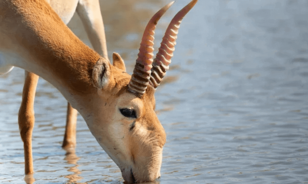 saiga- antelope