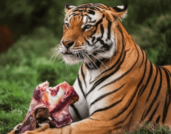 tiger-diet