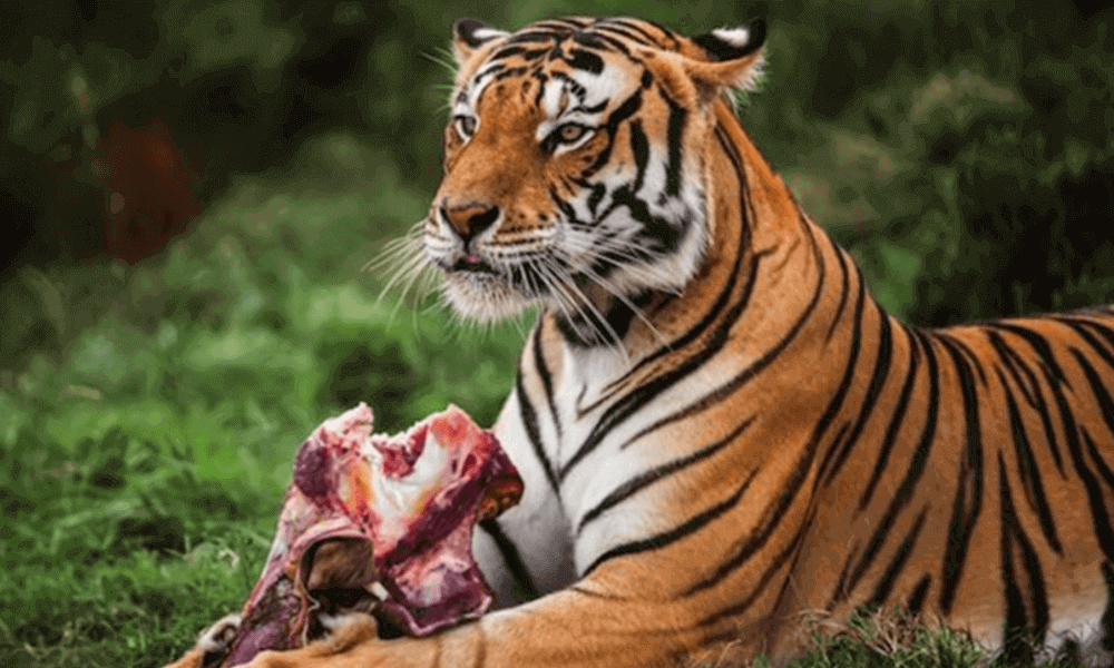 tiger-diet