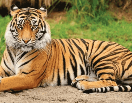 tiger lifestyle
