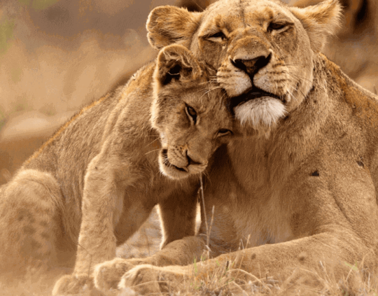 wild-behavior