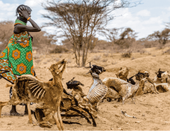 Animals disease-prevention