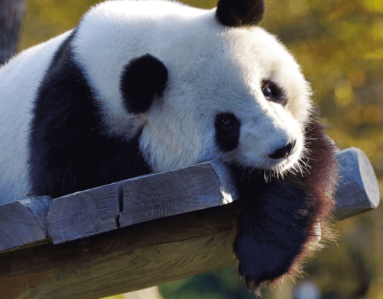 Giant -Panda -Health