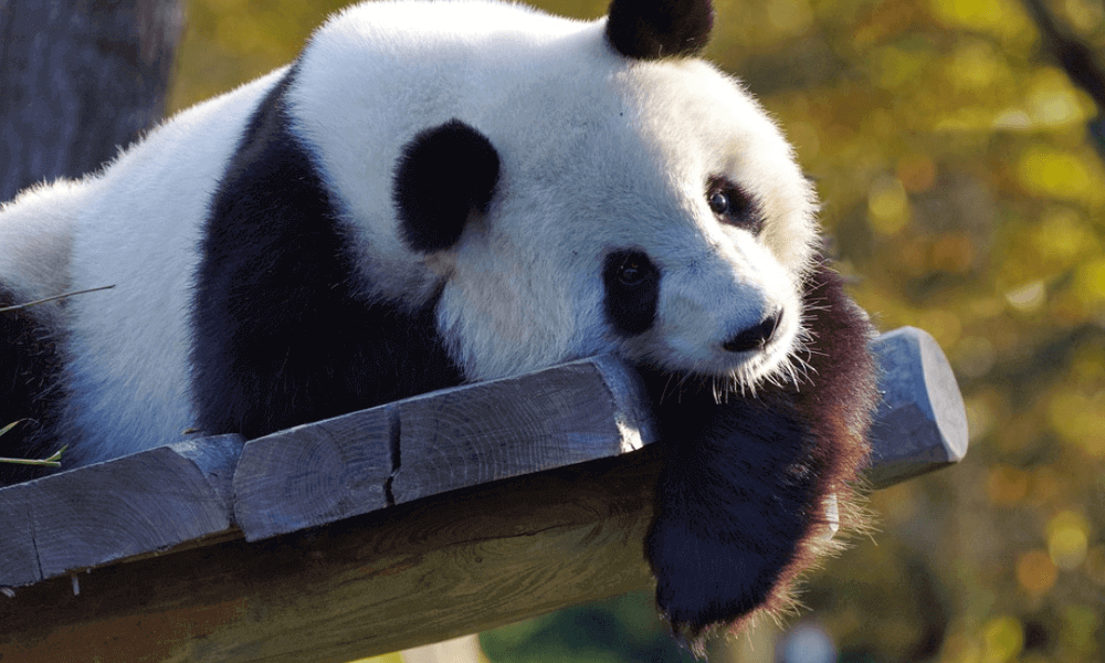 Giant -Panda -Health