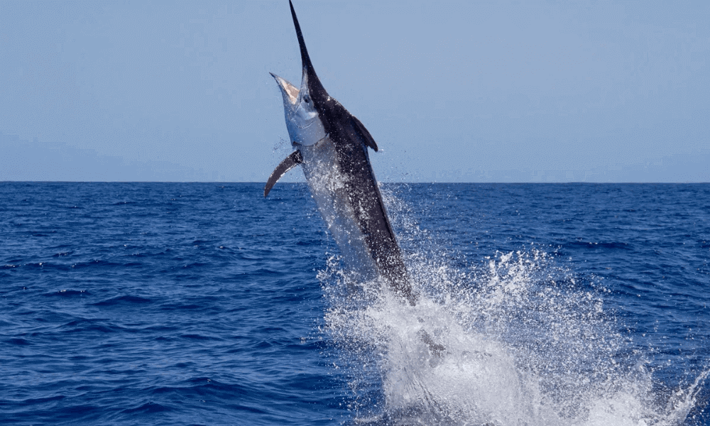White -Marlin