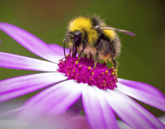 bee-day