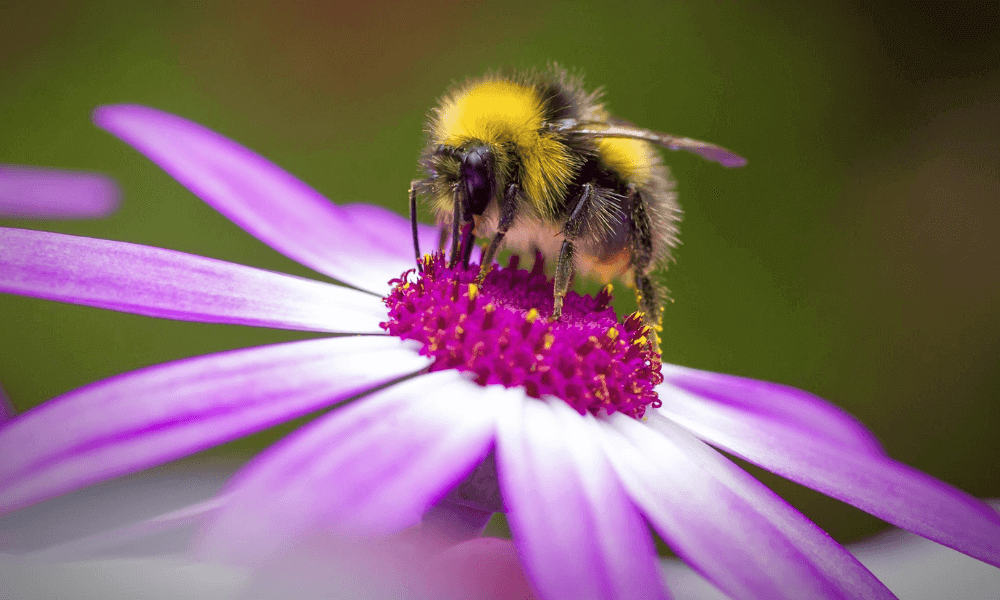 bee-day