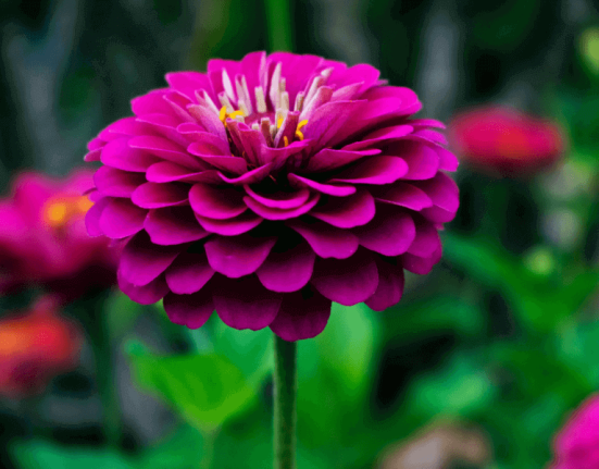 dahlia-flower