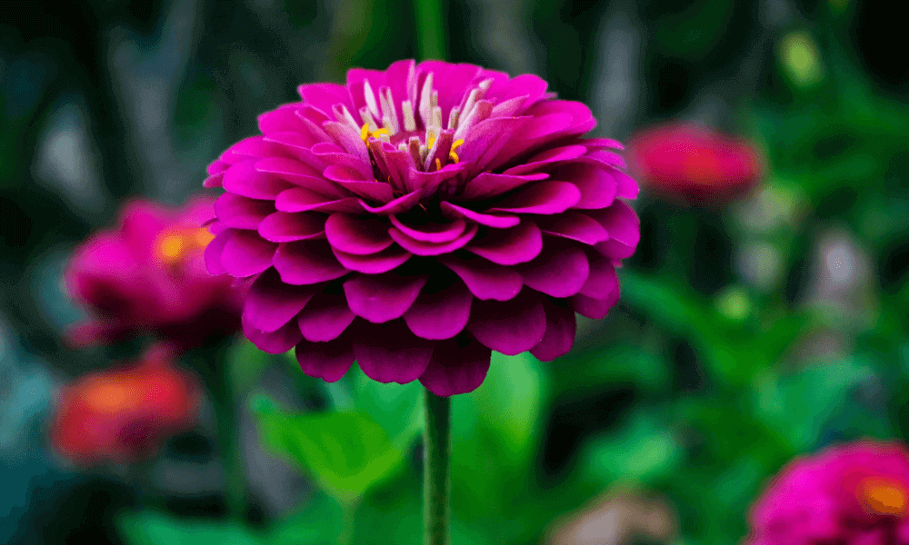 dahlia-flower