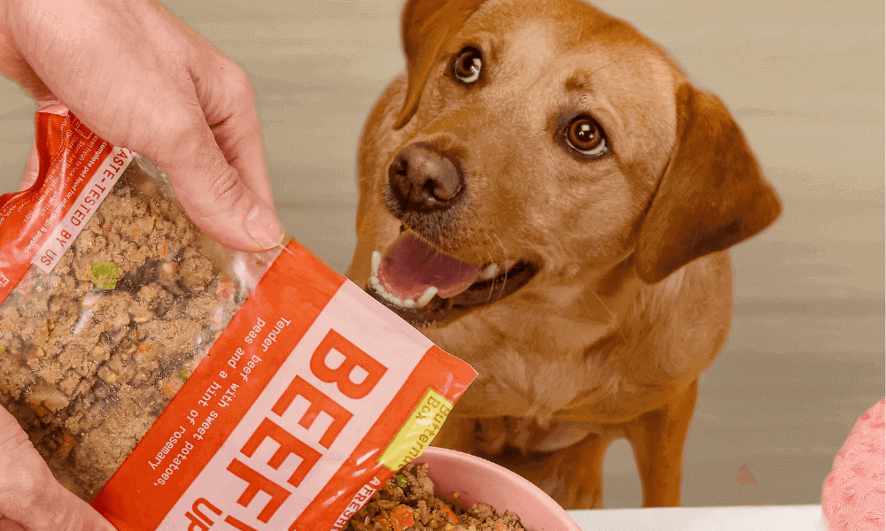dog-food