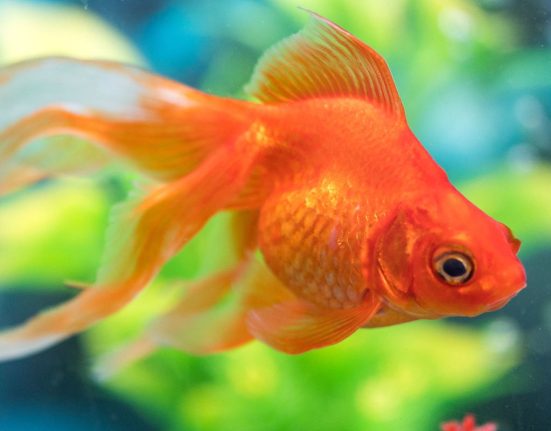 goldfish-care-beginners