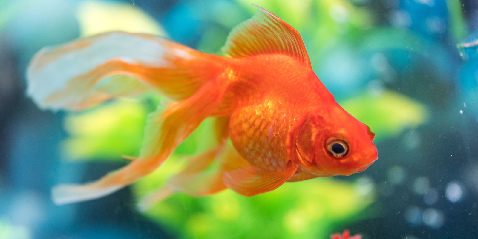 goldfish-care-beginners