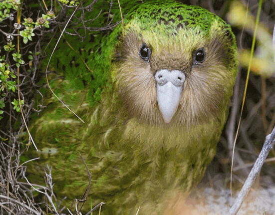 kakapo-bird