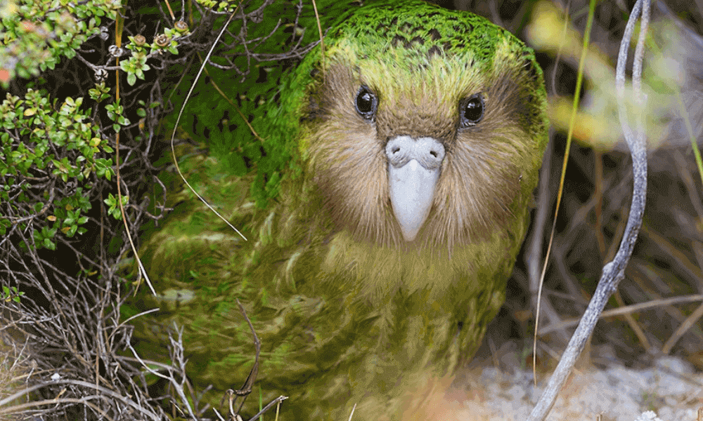 kakapo-bird