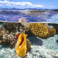 ocean-animals-food