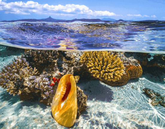 ocean-animals-food