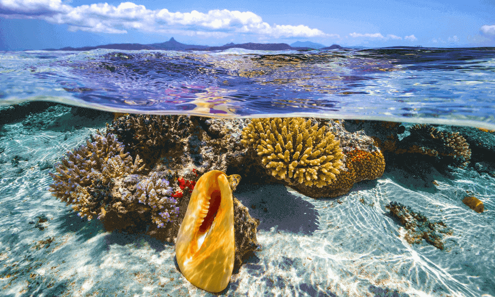 ocean-animals-food