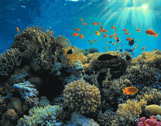 ocean-food-chain