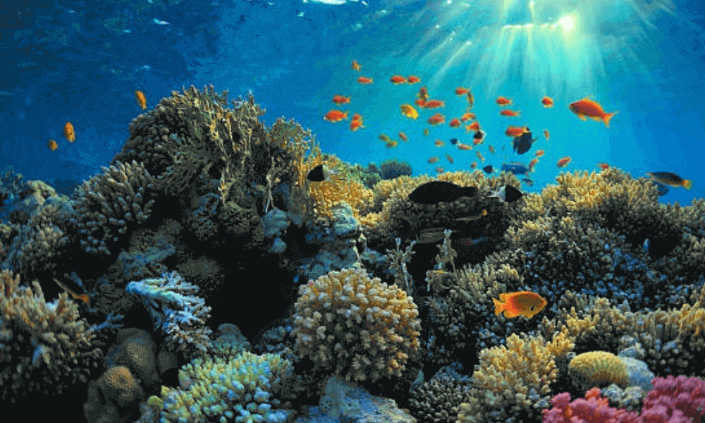 ocean-food-chain
