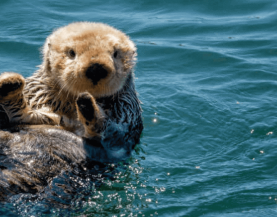 otter-otter
