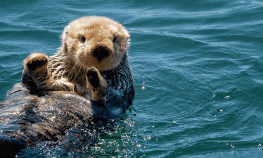 otter-otter