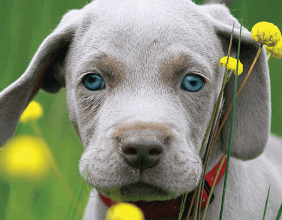 pet-care-love