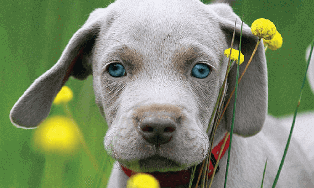 pet-care-love