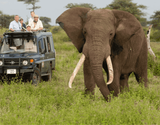 safari-information