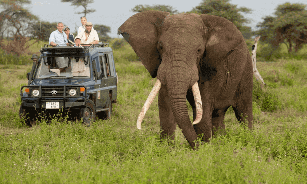 safari-information