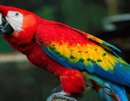 scarlet-macaw