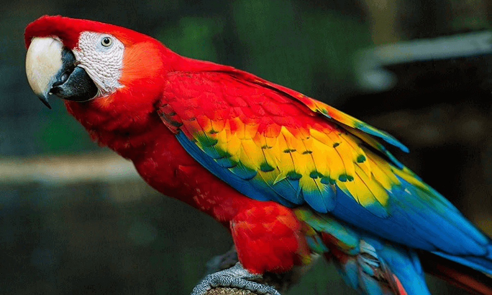 scarlet-macaw
