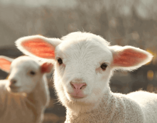 sheep-food