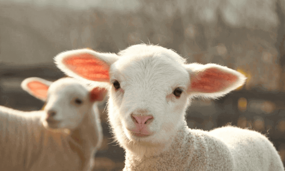 sheep-food