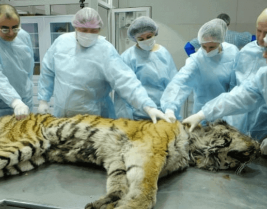 tiger-health