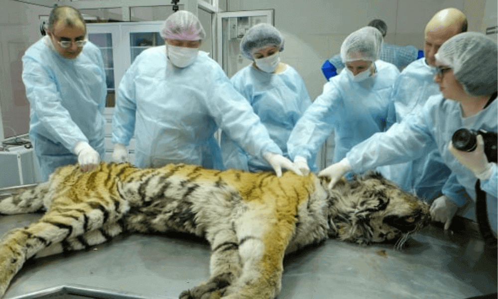 tiger-health