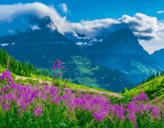 wildflower-beauty