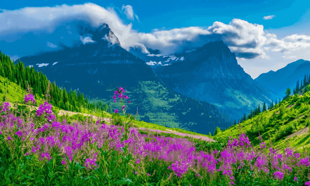 wildflower-beauty