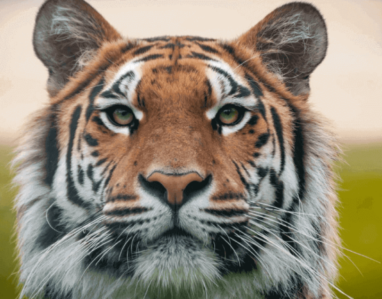 wildlife-health