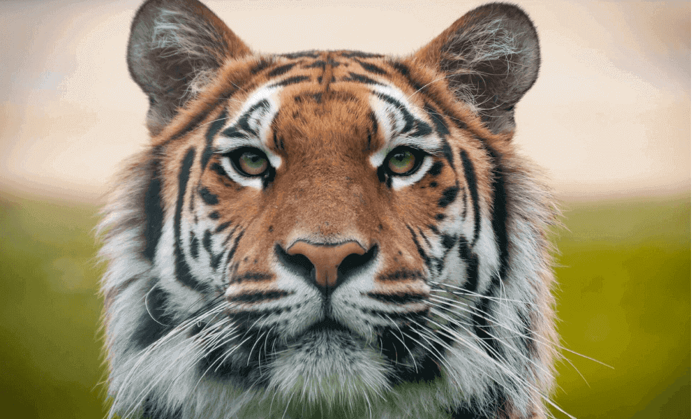 wildlife-health