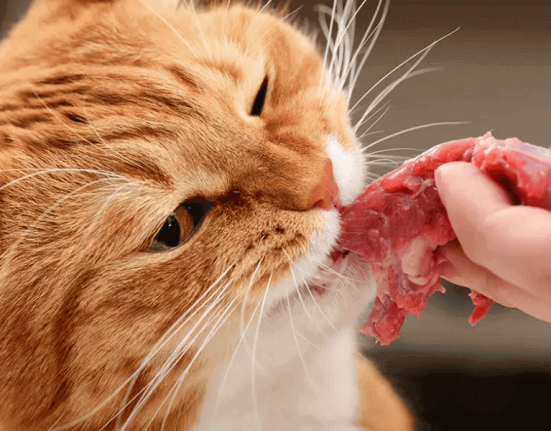 best-cat-food