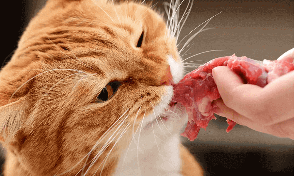 best-cat-food