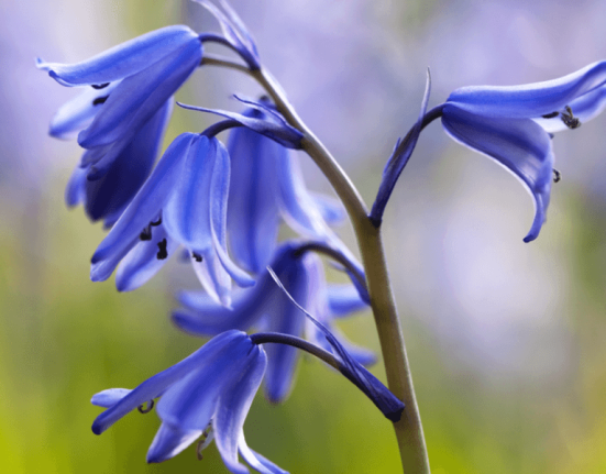 flower—bluebell