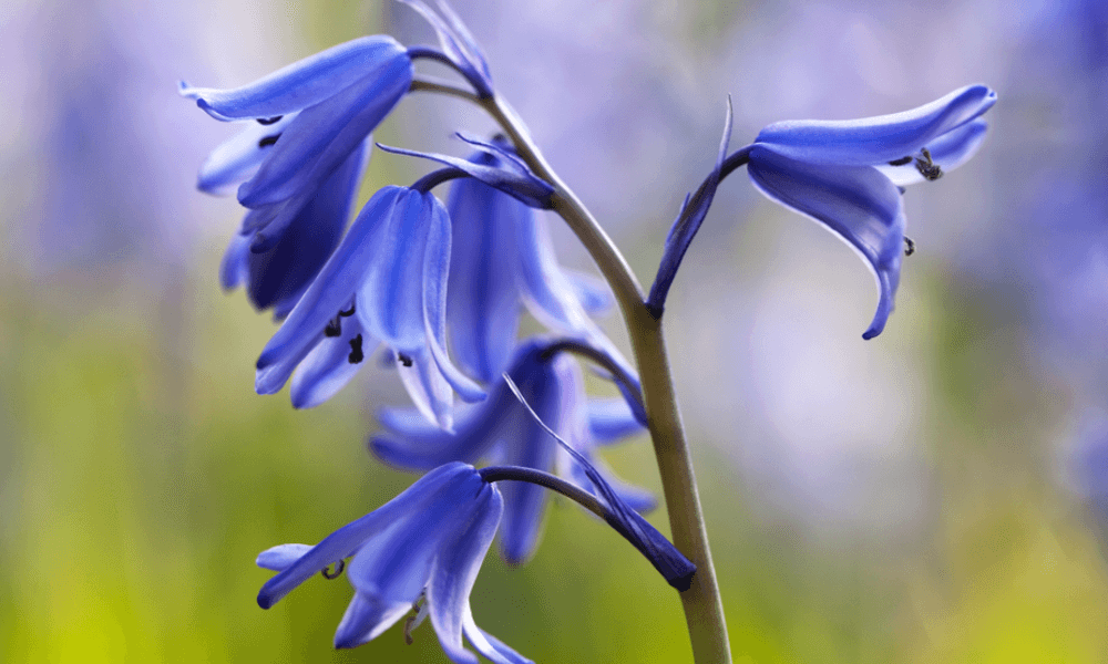 flower—bluebell