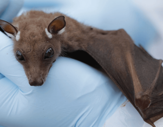 wild-animals-health