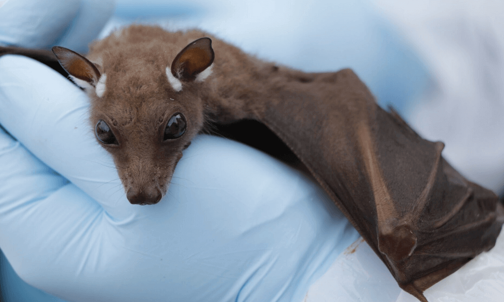 wild-animals-health